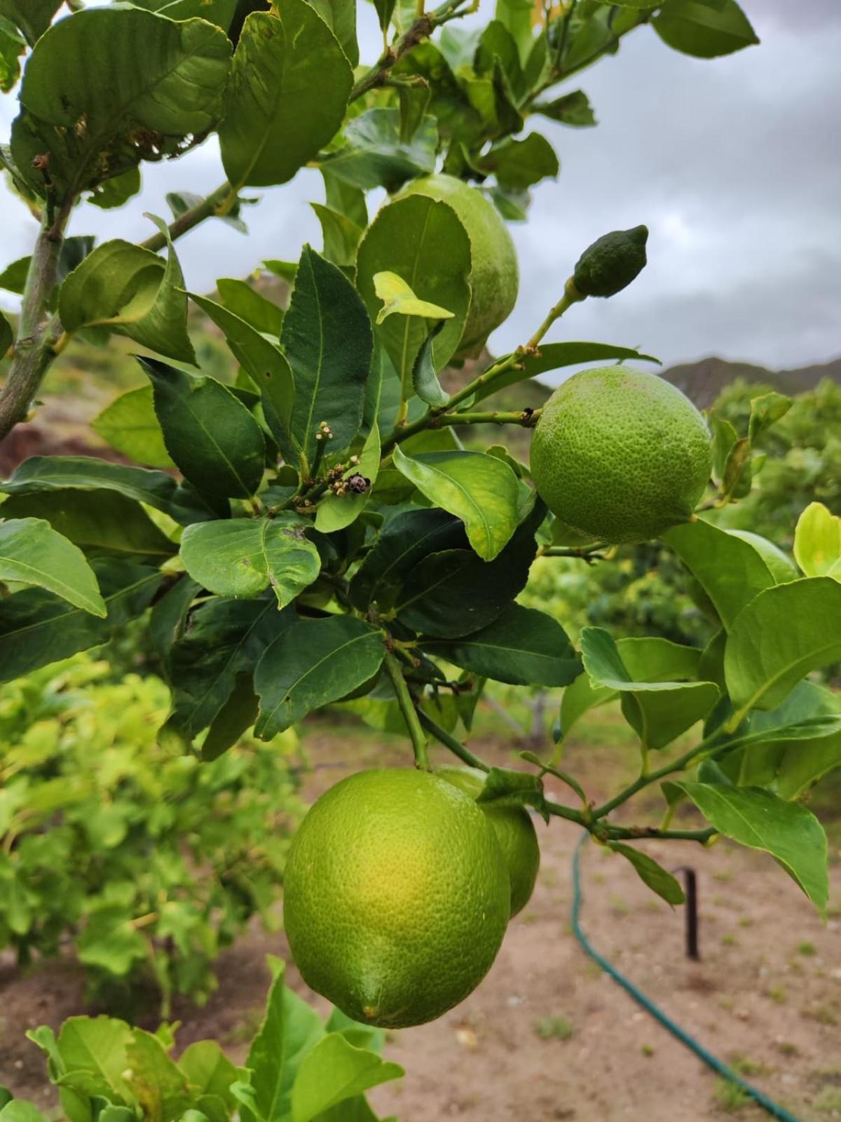 Roodekloof Leilighet Montagu Eksteriør bilde